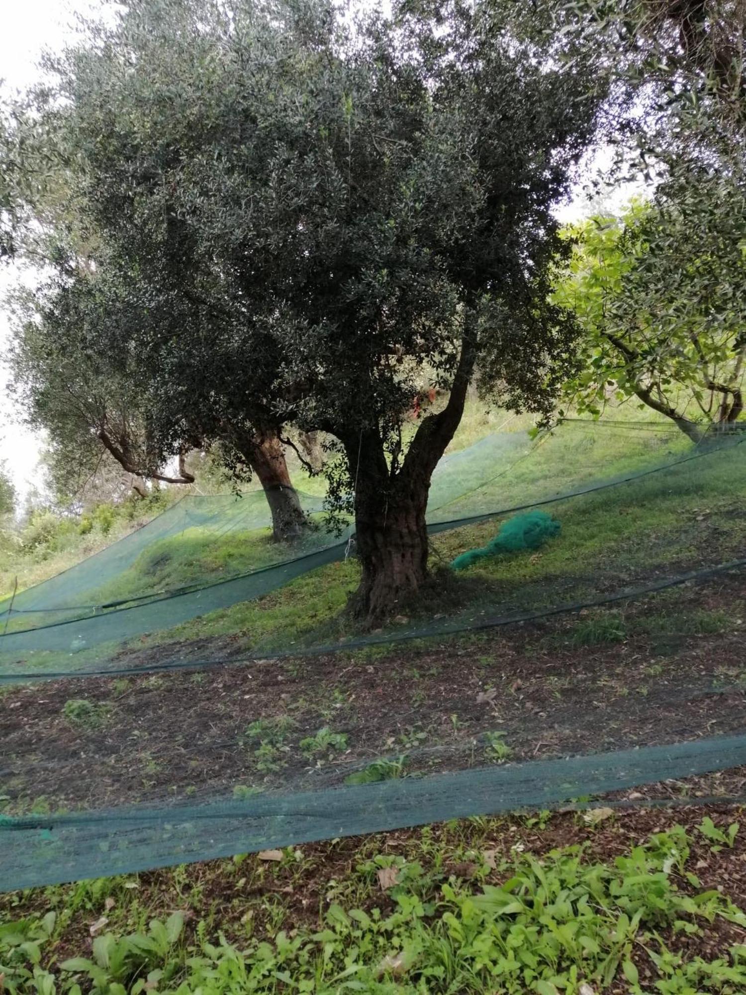 Corte degli Ulivi Terradura Esterno foto