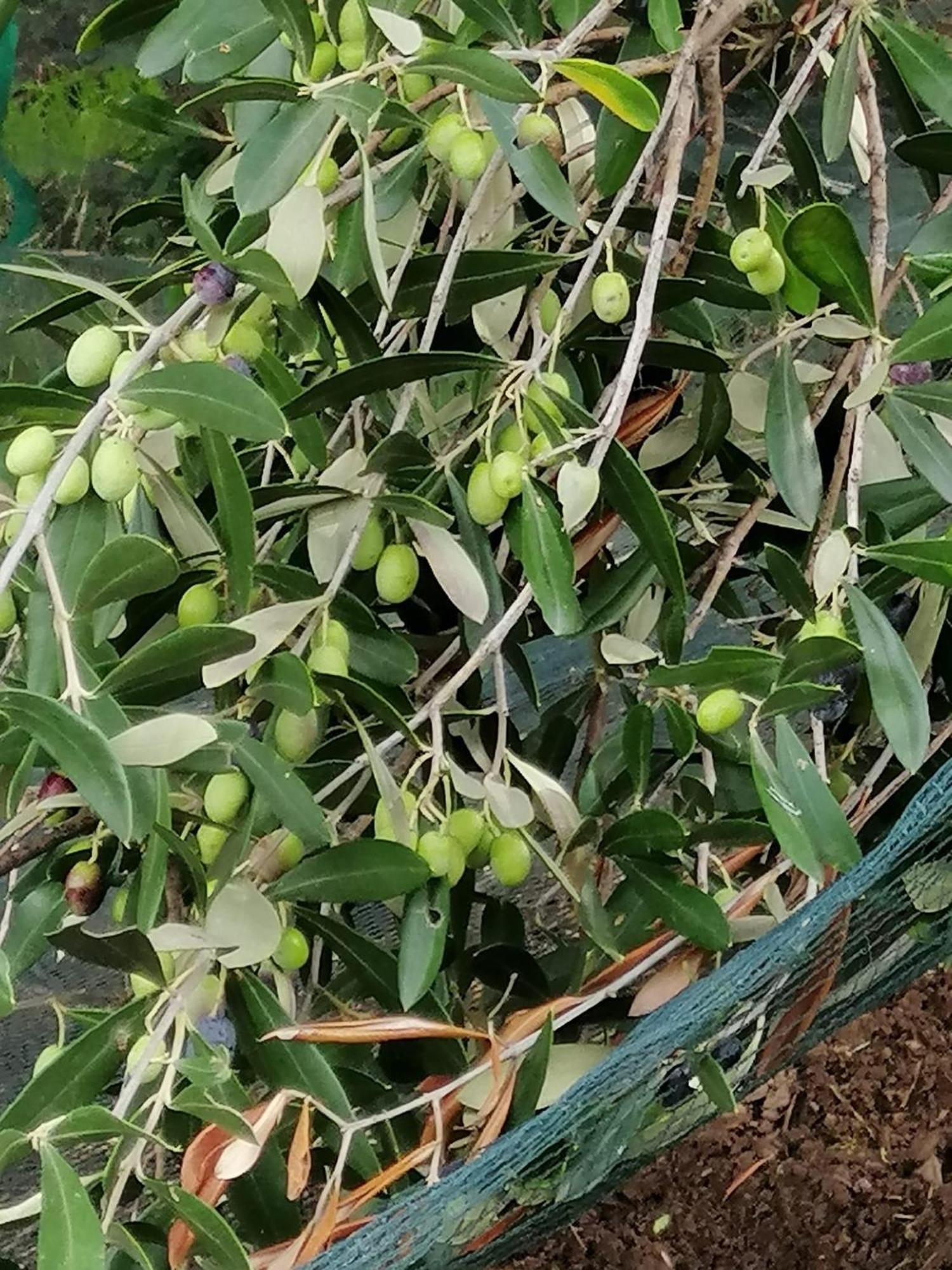Corte degli Ulivi Terradura Esterno foto